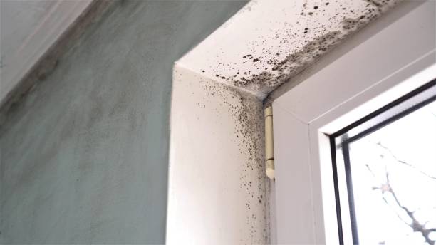 Best Mold Damage Restoration  in Page, AZ