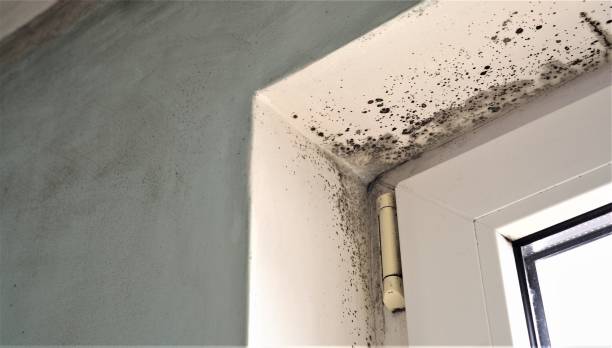 Best Mold Documentation for Insurance Claims  in Page, AZ
