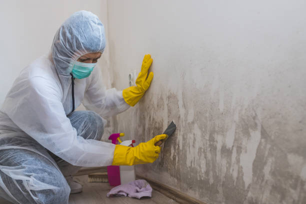 Best Mold Odor Removal Services  in Page, AZ