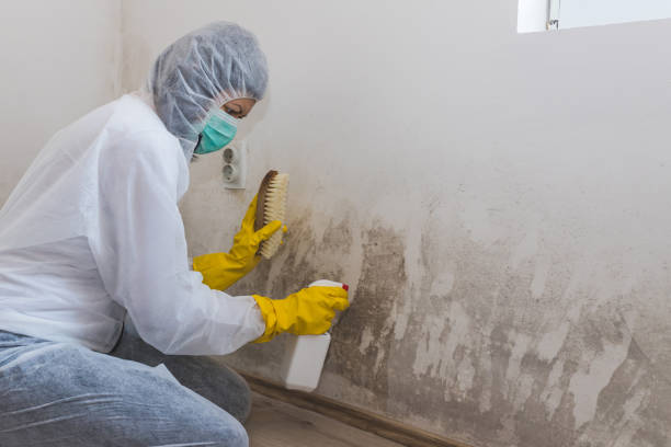 Best Crawl Space Mold Remediation  in Page, AZ