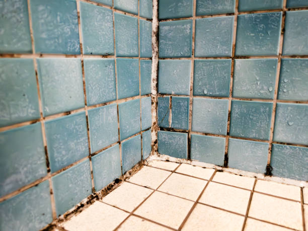 Mold Remediation for Vacation Homes in Page, AZ