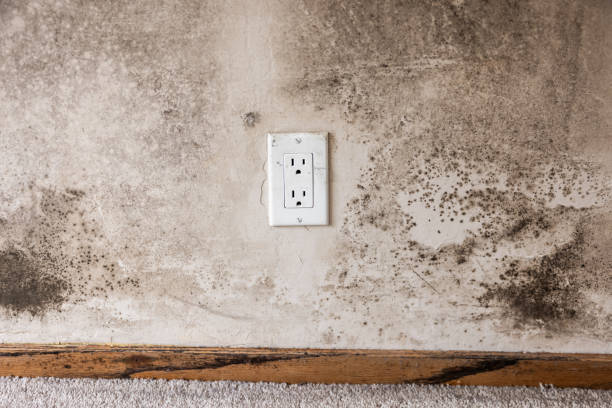 Best Post-Construction Mold Inspection  in Page, AZ