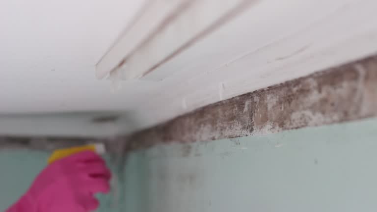 Best Emergency Mold Remediation  in Page, AZ